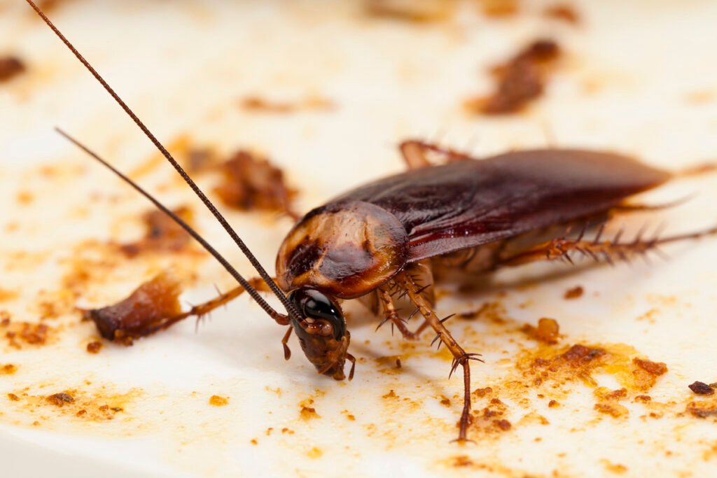 can cockroaches live in your pee pee